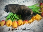 Fenka fialový obojek