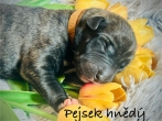 Pejsek hnědý obojek