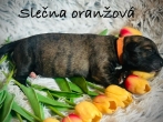 Fenka oranžový obojek