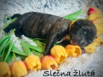 Fenka žlutý obojek