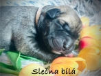Fenka bílý obojek