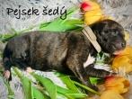 Pejsek šedý obojek