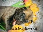 Fenka červený obojek