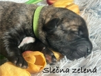 Fenka zelený obojek